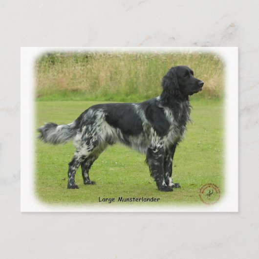 Grote Münsterlander Briefkaart (Voorkant)