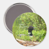 Grote nestende Loon Magneet (Voorkant / Achterkant)