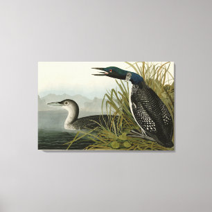 Grote Noord-Diver Loon Audubon Birds of America Canvas Afdruk