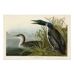 Grote Noord-Diver Loon Audubon Birds of America Foto Afdruk