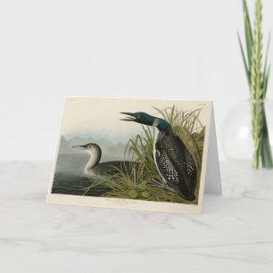 Grote Noord-Diver Loon Audubon Birds of America Kaart