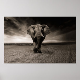 Grote olifant Poster afdrukken