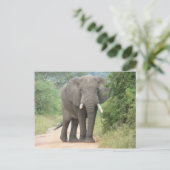 Grote olifantenfoto briefkaart (Staand voorkant)