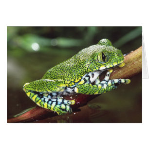 Grote Oog Boomkikker, Leptopelis vermiculatus,