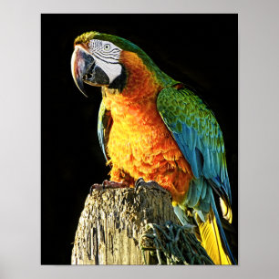Grote Oranje en Blauwgroen papegaai op een pomp Poster