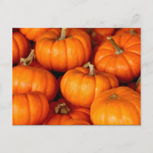 Grote oranje pompoenen Foto Briefkaart