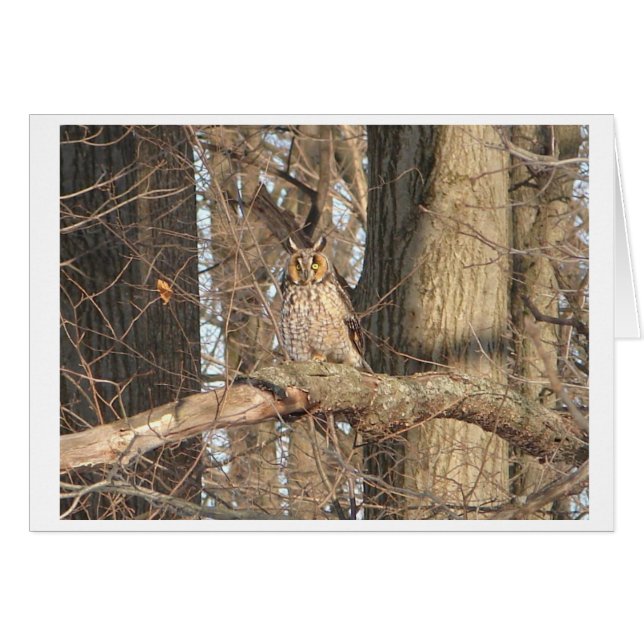 Grote paarden (Voorkant Horizontaal)