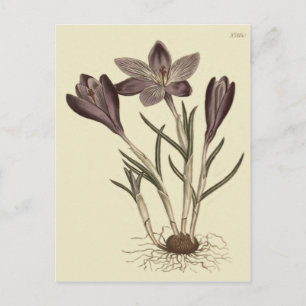 Grote Paarse Lente Crocus Botanische Illustratie Briefkaart