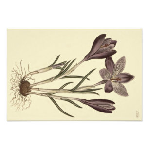 Grote Paarse Lente Crocus Botanische Illustratie Foto Afdruk