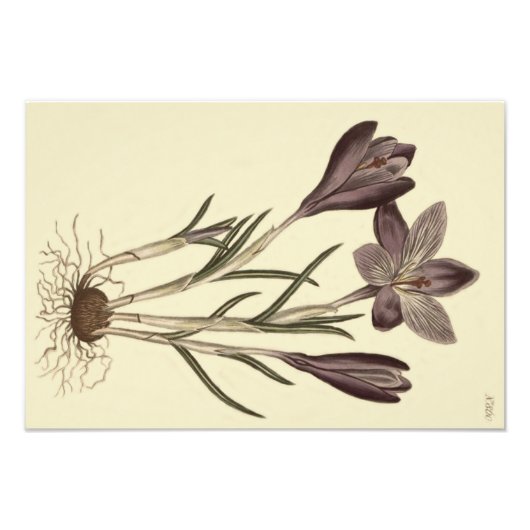 Grote Paarse voorjaarsbloei Botanische illustratie Foto Afdruk (Voorkant)