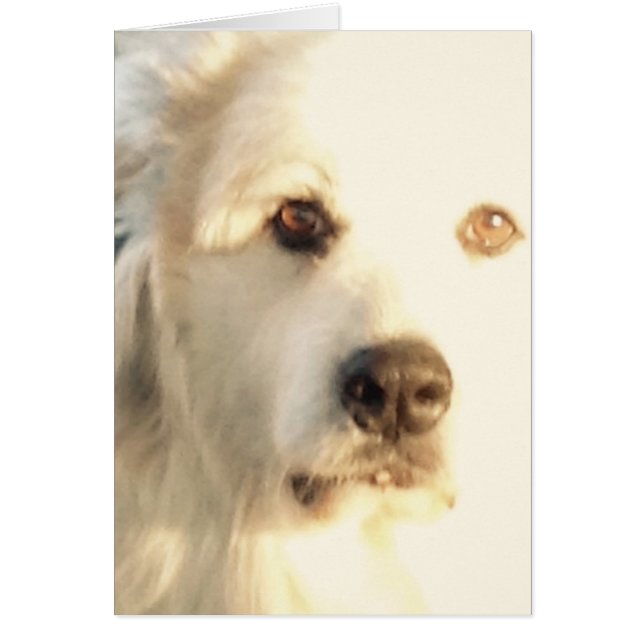 Grote Pyreneeën (Voorkant)