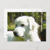 grote pyreneeën briefkaart (Voorkant / Achterkant)