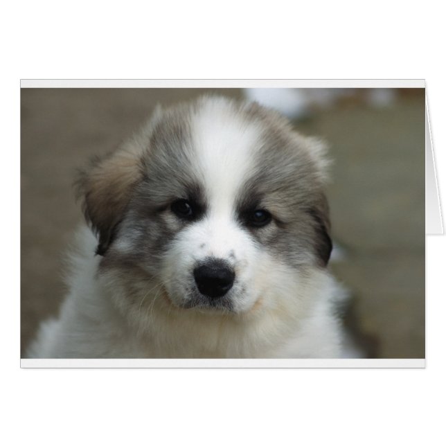 Grote pyreneeën Puppy (Voorkant Horizontaal)