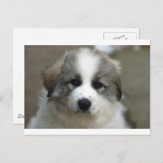 Grote pyreneeën Puppy Briefkaart (Voorkant / Achterkant)