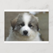 Grote pyreneeën Puppy Briefkaart (Voorkant)