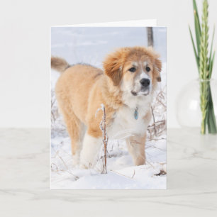 Grote Pyreneeën Puppy in de sneeuw Feestdagen Kaart
