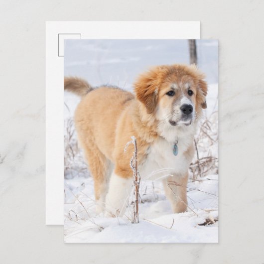 Grote Pyreneeën Puppy in de sneeuw Feestdagenkaart (Voorkant / Achterkant)