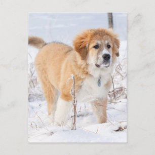 Grote Pyreneeën Puppy in de sneeuw Feestdagenkaart