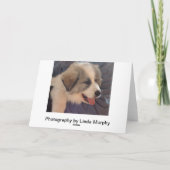 Grote Pyreneeën Puppy Kaart (Achterkant)