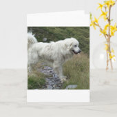 grote pyreneeën vol kaart (Gele Bloem)