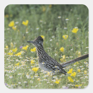 Grote Renkuif, Geococcyx californianus, Vierkante Sticker