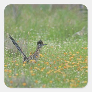 Grote Renkuif, Geococcyx Vierkante Sticker