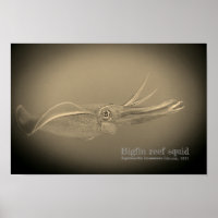 Grote rifpijlinktvissen, Sepioteuthis lessoniana,