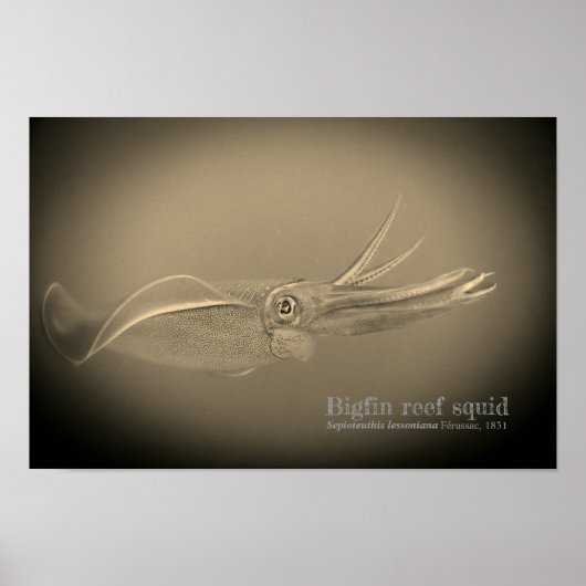 Grote rifpijlinktvissen, Sepioteuthis lessoniana, Poster (Voorkant)