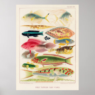 Grote ringrifvis uit Australië Poster