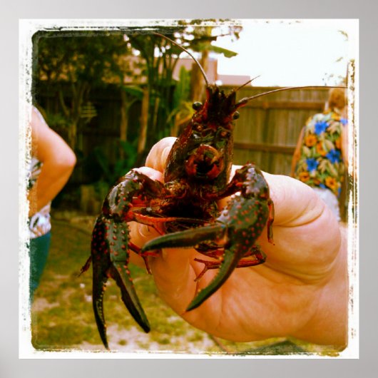 Grote rivierkreeft Foto Poster (Voorkant)