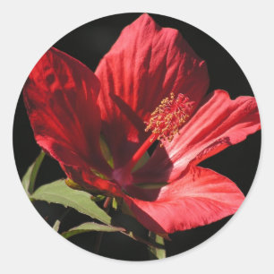 Grote Rode Hibiscus (Hibiscus coccineus) stickers