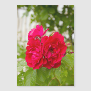 Grote rode rozen in de tuin 