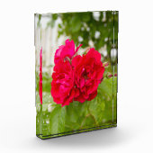 Grote rode rozen in de tuin fotoblokken (Links)