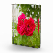 Grote rode rozen in de tuin fotoblokken (Rechts)