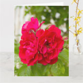 Grote rode rozen in de tuin  kaart (Gele Bloem)