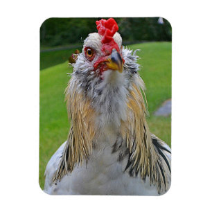 Grote Rooster Magnet Magneet