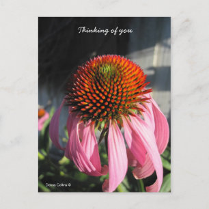 Grote roze Daisy Briefkaart