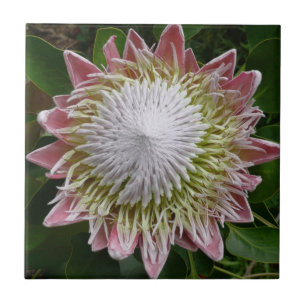 Grote roze en witte bloemnatuurfoto tegeltje