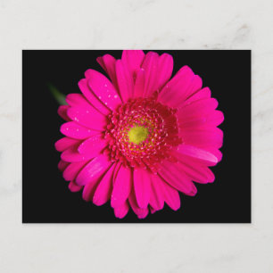 Grote roze Gerber Daisy Briefkaart