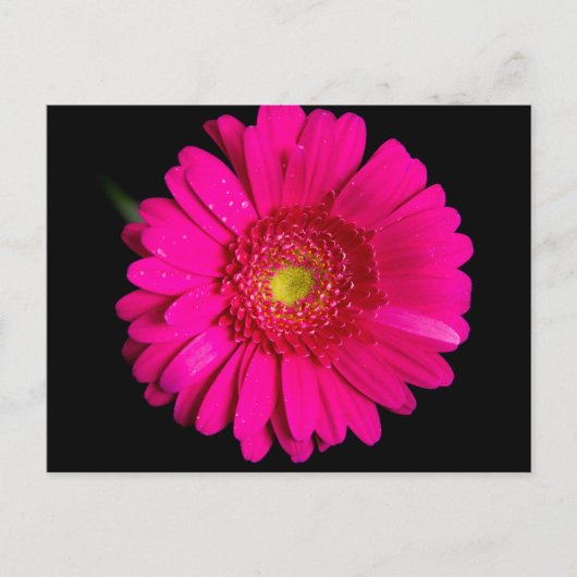 Grote roze Gerber Daisy Briefkaart (Voorkant)