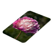 Grote roze pony's in de lente magneet (Linkerzijde)