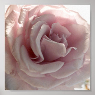 grote roze roze roos poster