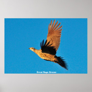 Grote Sage Grouse Poster