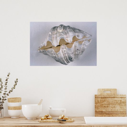 grote schelp voor decoratieve doeleinden poster (Keuken)