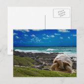 Grote schildpad aan de rand van het zee briefkaart (Voorkant / Achterkant)