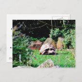 Grote schildpad briefkaart (Voorkant / Achterkant)