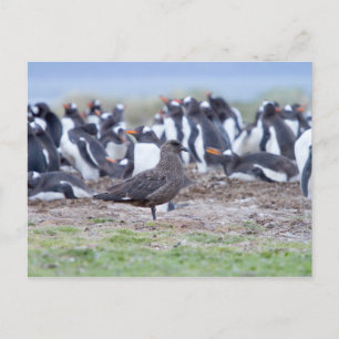 Grote Skua voor pinguïn kolonie Briefkaart