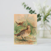 Grote Snipe  vogelillustratie Briefkaart (Staand voorkant)
