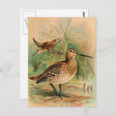 Grote Snipe  vogelillustratie Briefkaart (Voorkant / Achterkant)
