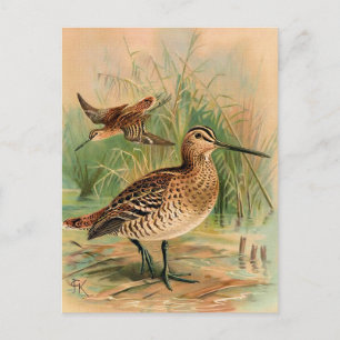 Grote Snipe  vogelillustratie Briefkaart